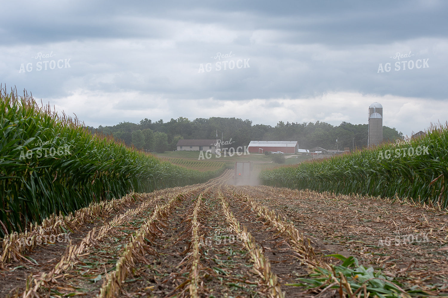 Silage Harvest 50418