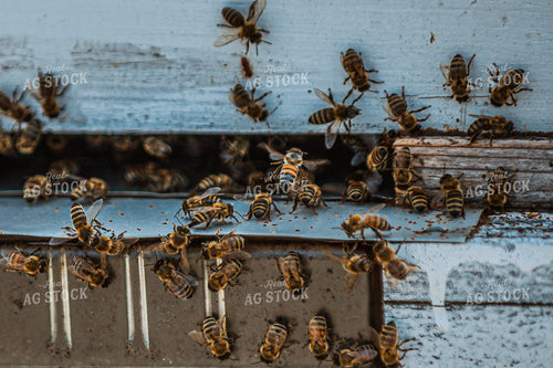 Bees 158019