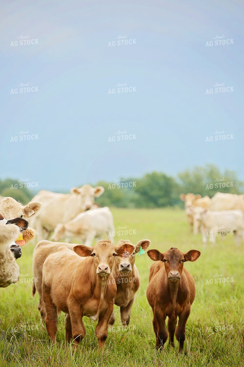 Cattle in Pasture 127022