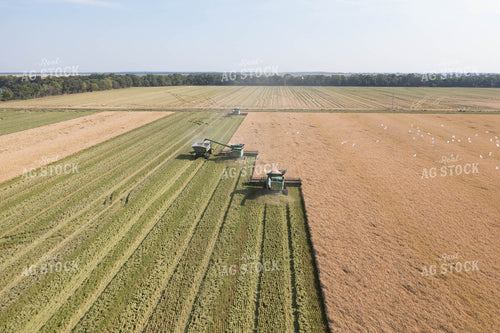 Rice Harvest 79734