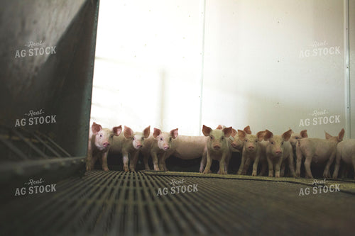 Piglets in Modern Barn with Feeding Mat 3882