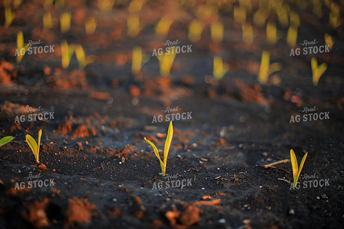 Rows of Spring Corn 93154
