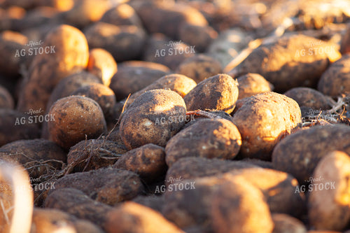 Potatoes 132184