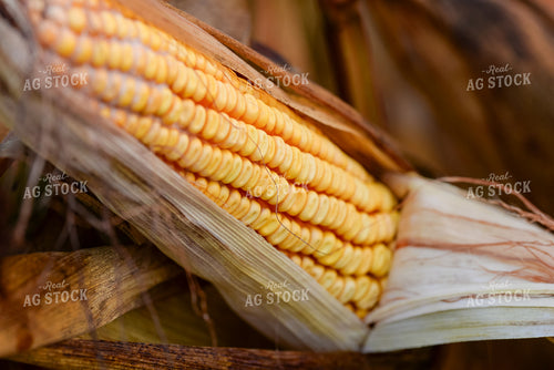 Dried Corn 151018