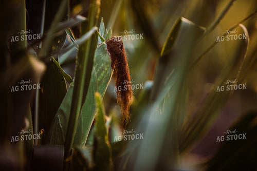 Pollinated Ear of Corn 3208