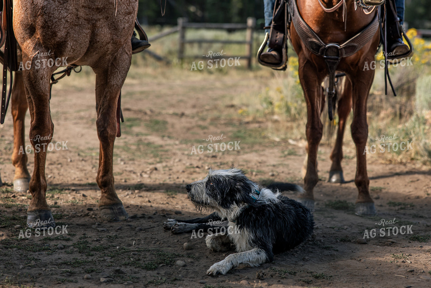 Ranch Dog 304053