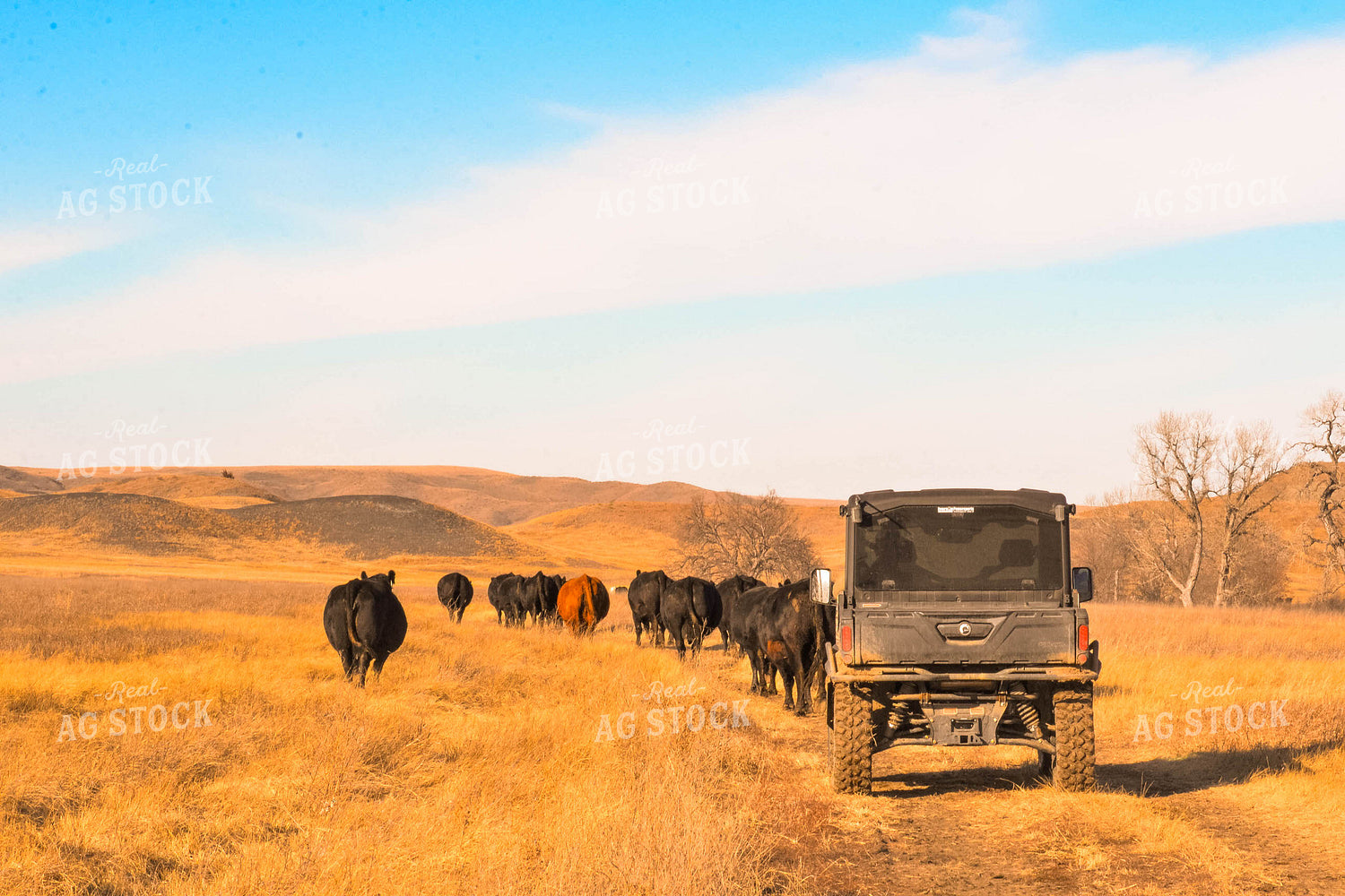 Moving Cattle Herd 299126