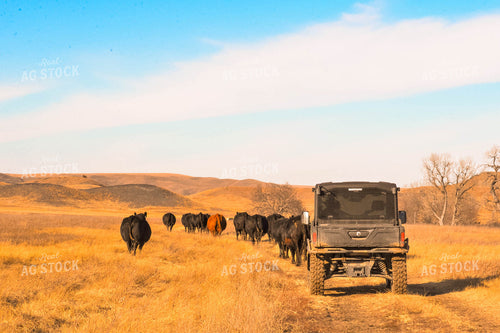 Moving Cattle Herd 299126