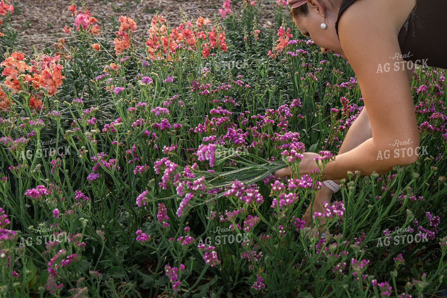 Flower Farm 270145