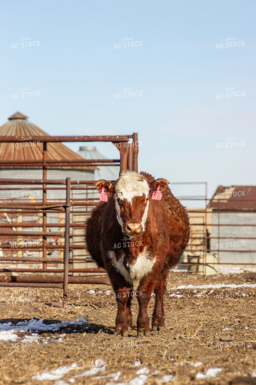 Hereford Cow 155147