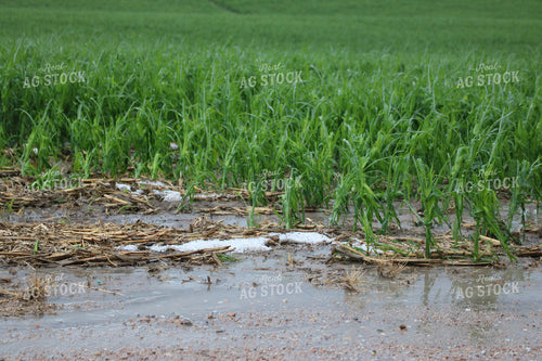 Hail and Wind Damaged Corn 82510
