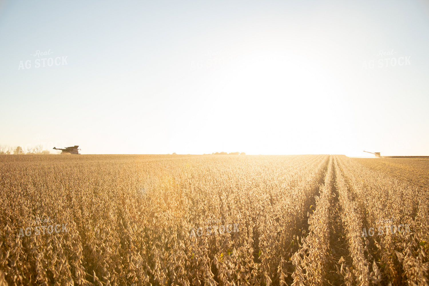 Soybean Harvest 26000