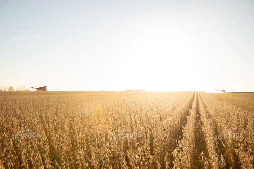 Soybean Harvest 26000