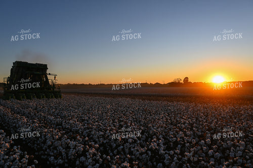 Cotton Harvest 149043