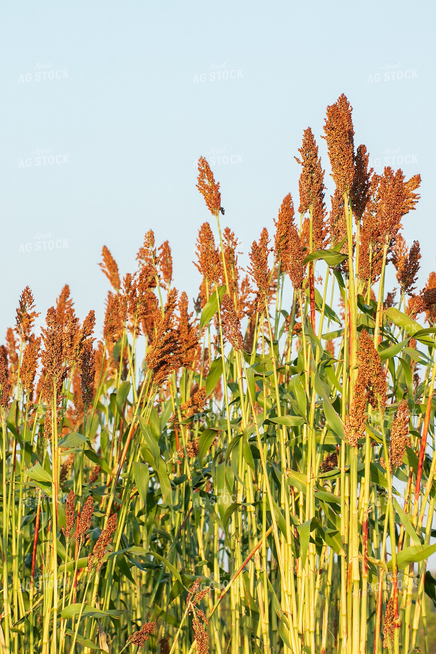 Sorghum 145091