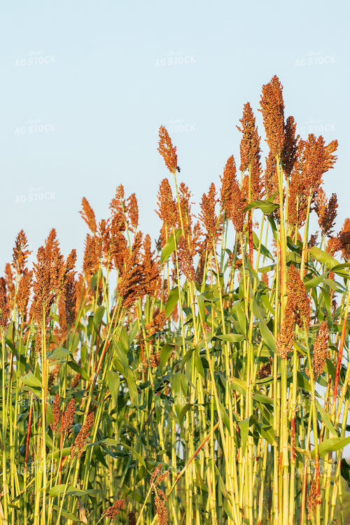 Sorghum 145091