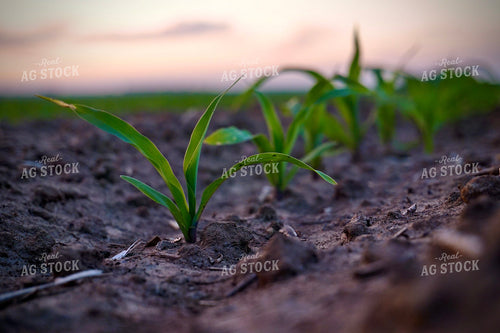 Ealy Growth Corn 148022