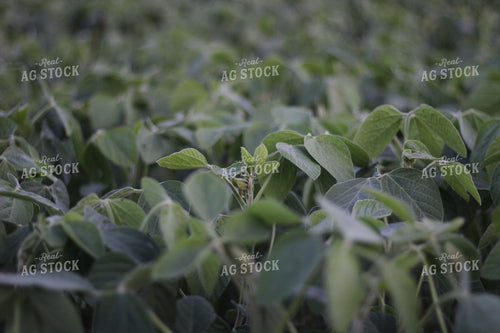 Soybeans Green 73066