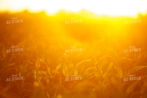 Corn - Mid-Season 1227
