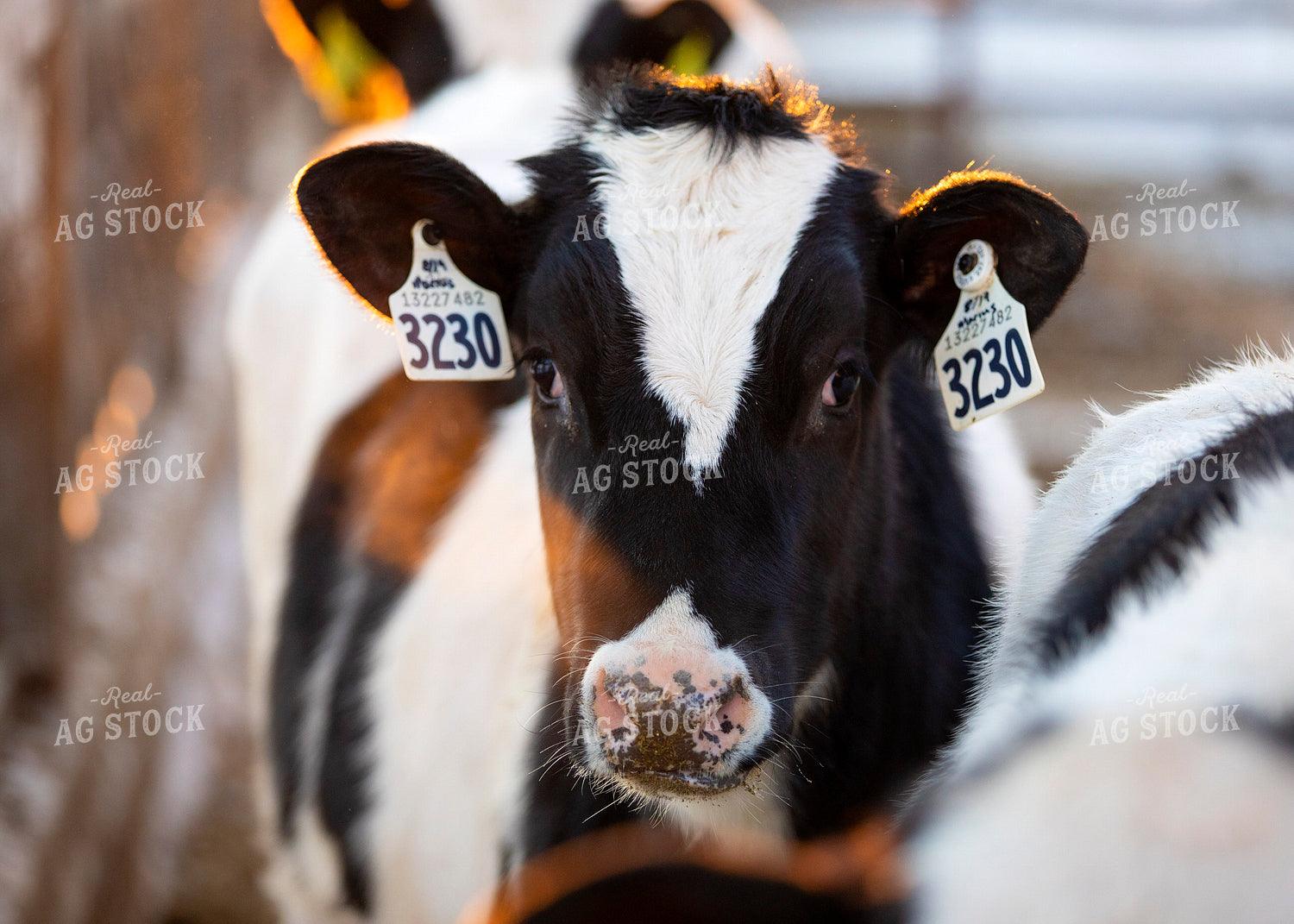 Holstein Calf at Sunrise 55058