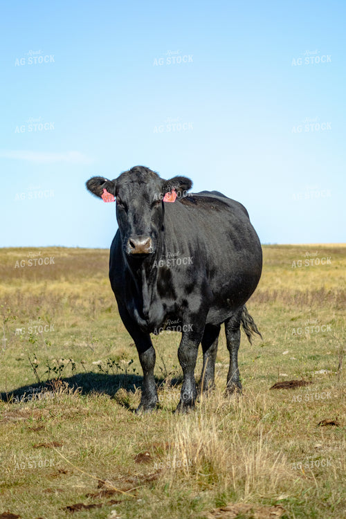 Cattle on Pasture 155320