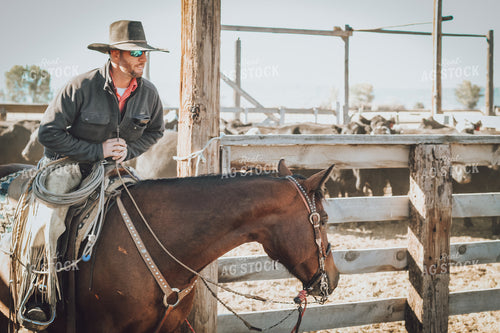 Rancher on Horseback Weaning Angus and Baldy Calves 78152