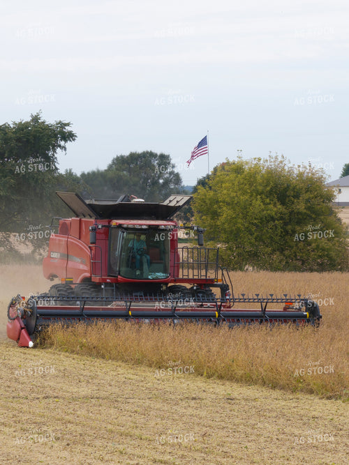 Soybean Harvest 250046