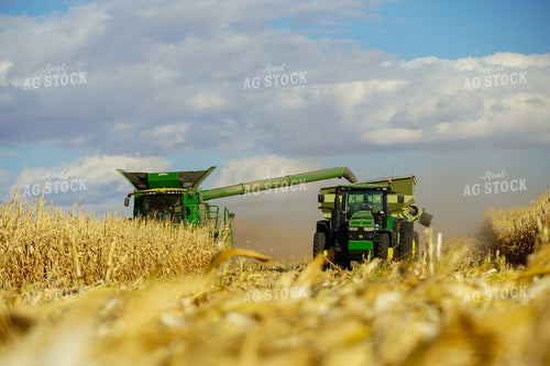 Corn Harvest 65108