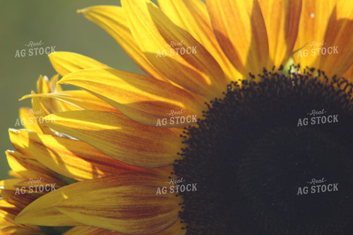 Up Close Sunflower 73017
