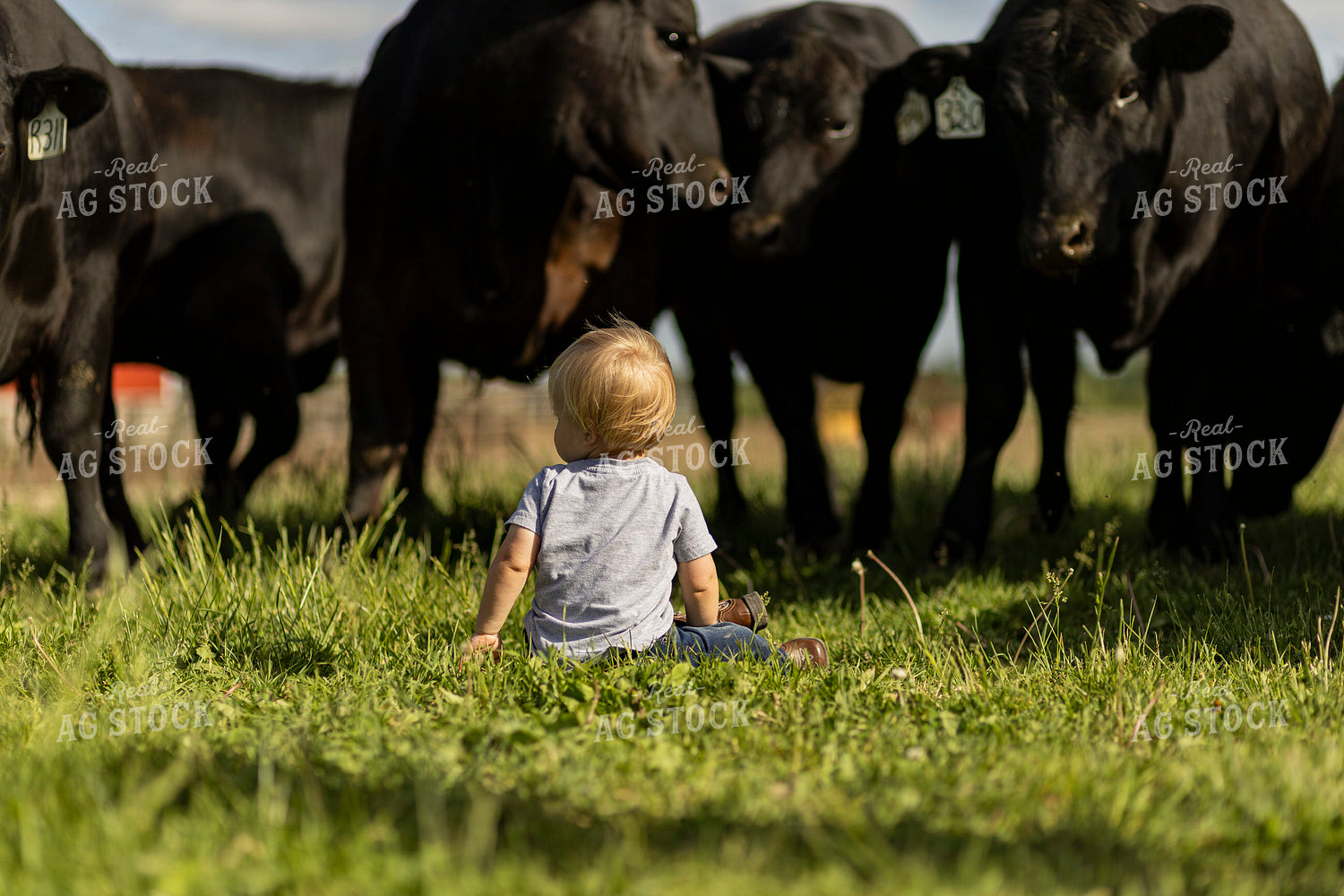 Farm Kid Checking Cattle in Pasture 93378