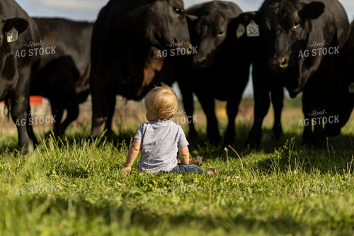 Farm Kid Checking Cattle in Pasture 93378
