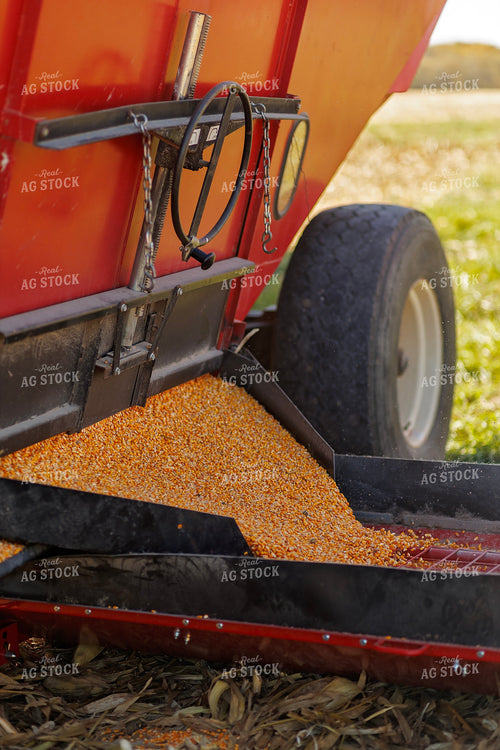 Dumping Harvested Corn into Sweep Auger 93222