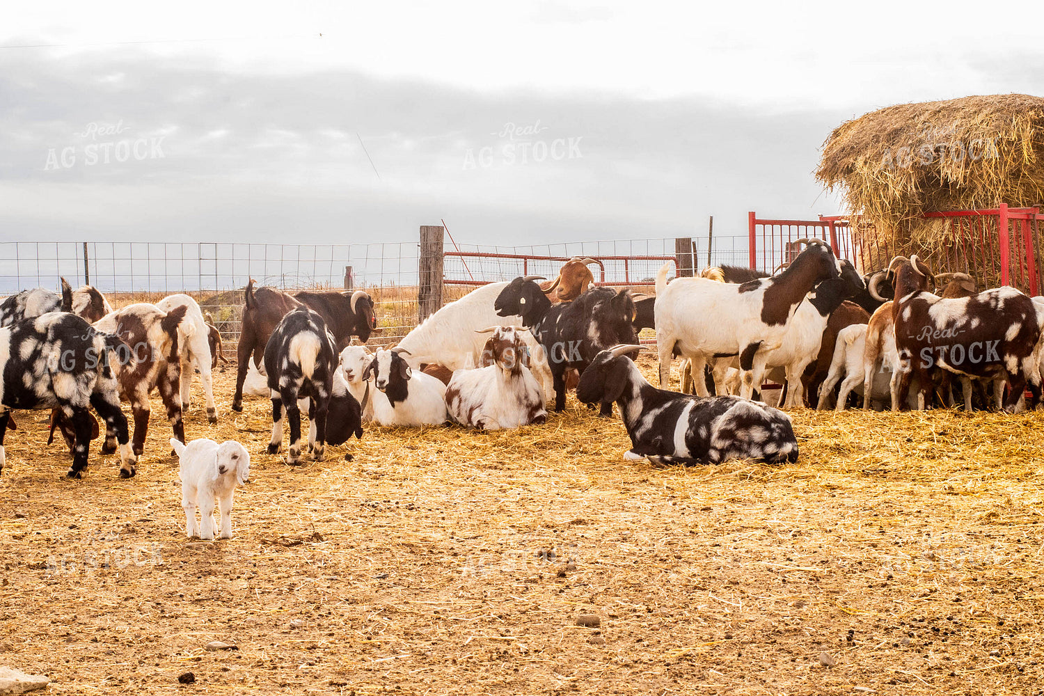 Goats 299081
