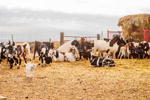 Goats 299081
