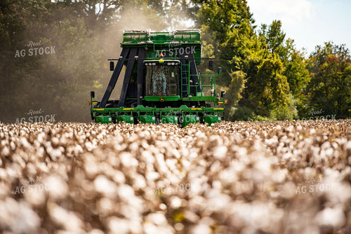 Cotton Harvest 136113