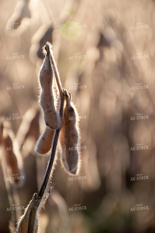 Ready for Harvest Soybeans 50290