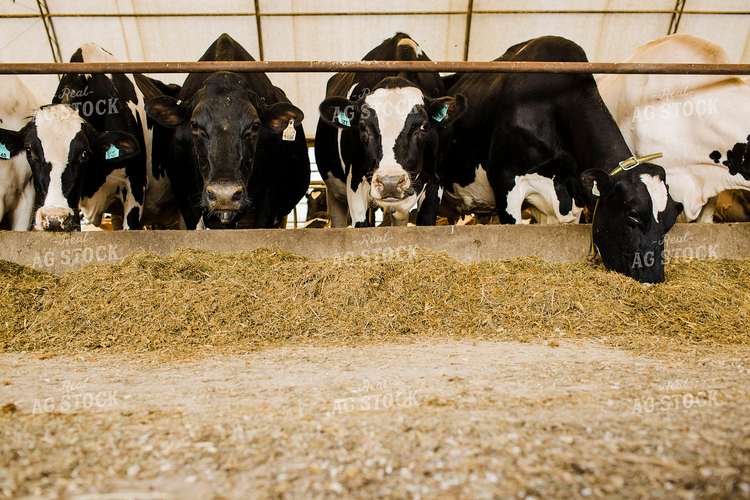 Dairy 2683