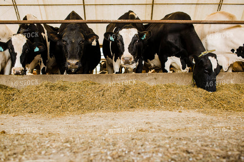 Dairy 2683