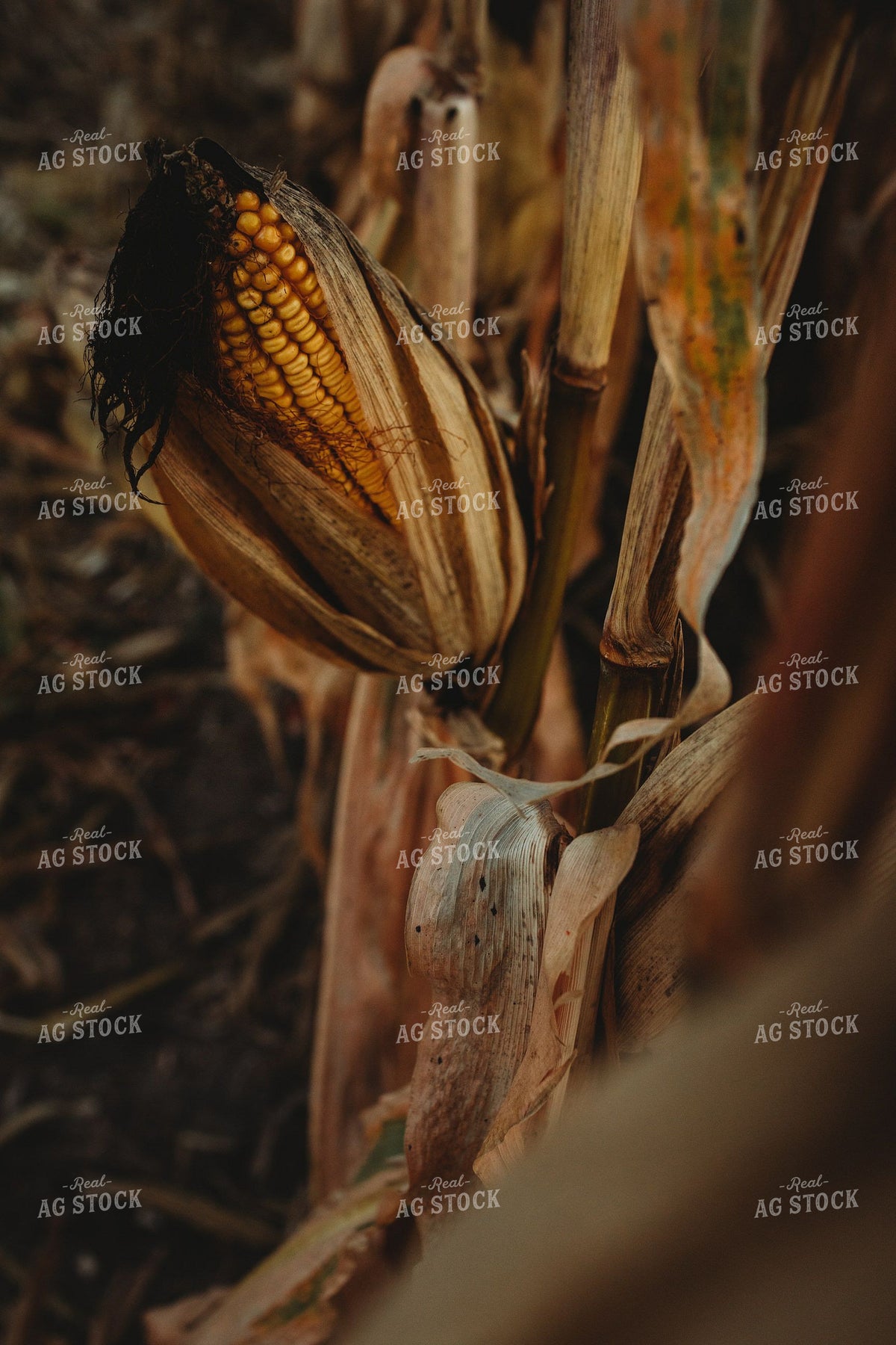Dried Corn Ear on Stalk Ready for Harvest 400013