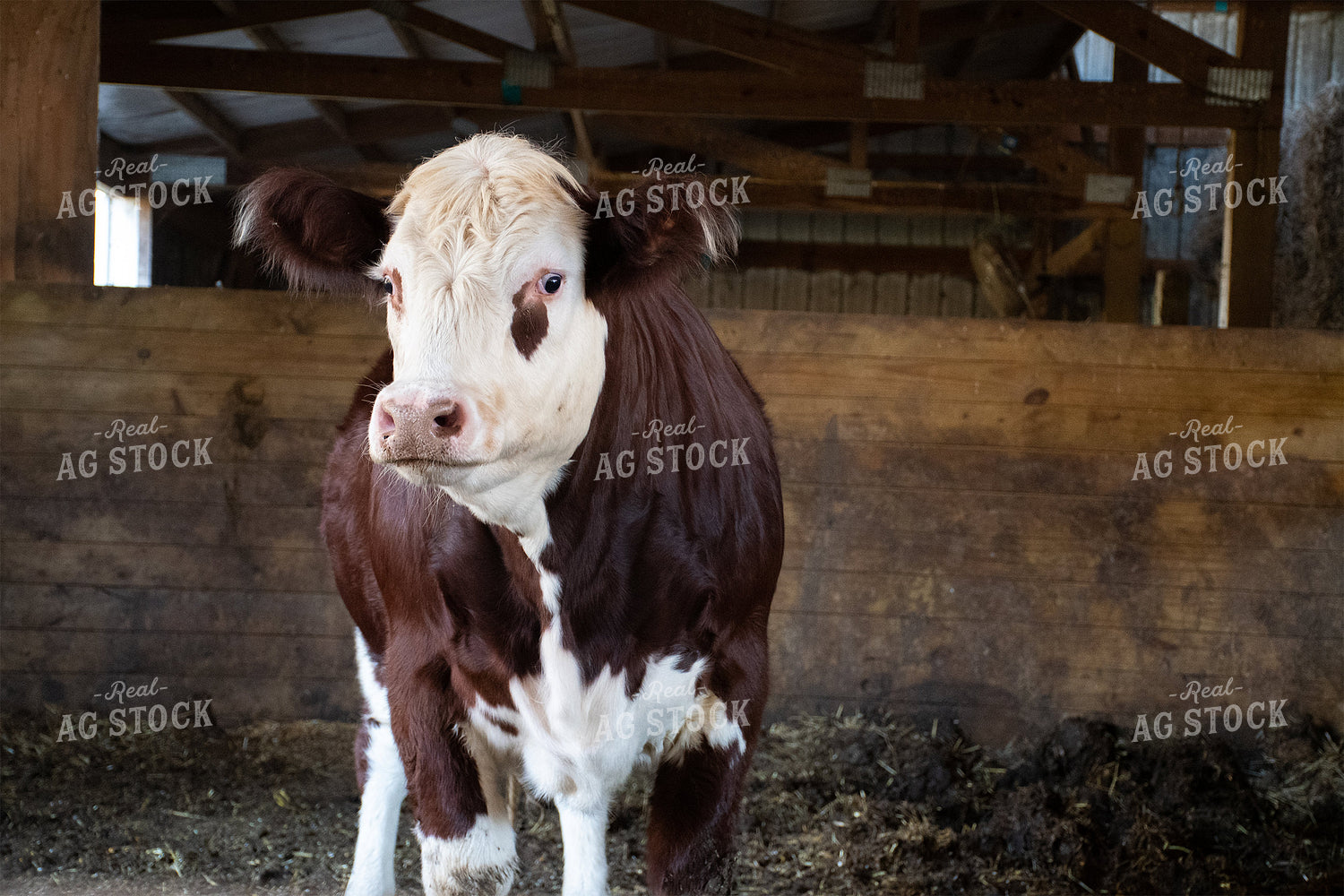 Cow in Barn 50187
