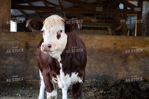 Cow in Barn 50187