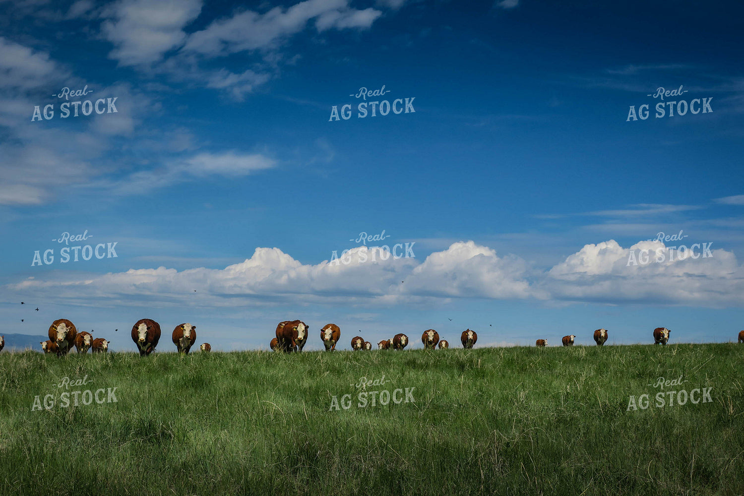 Hereford Cattle In Pasture 81036