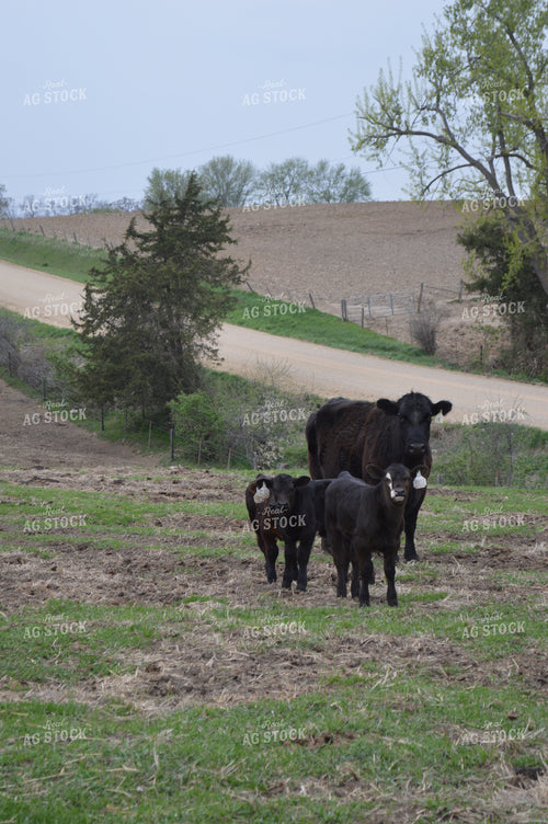 Cow Calf Pair 206078