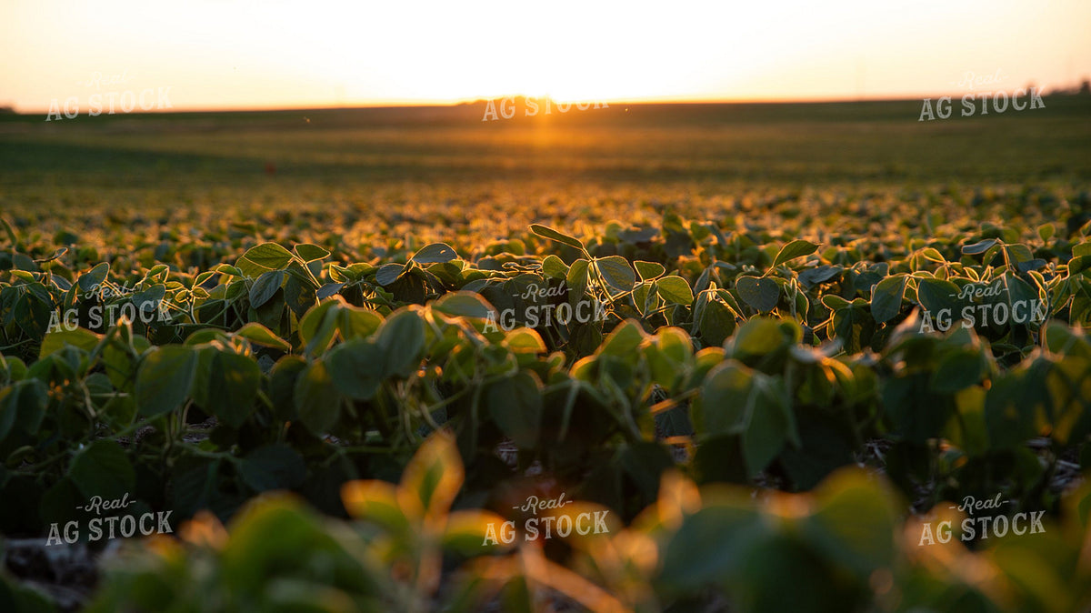 Young Soybean Field at Sunset 401028