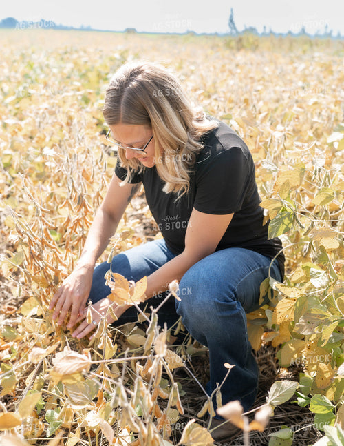 Checking Soybeans 185064