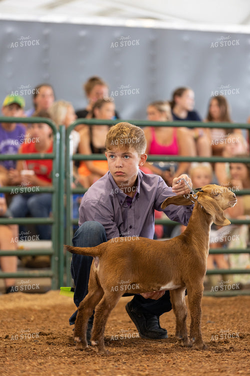 Farm Kid Showing Goat 52513