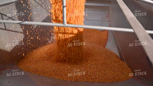 Grain Cart Unloading into Semi - 475