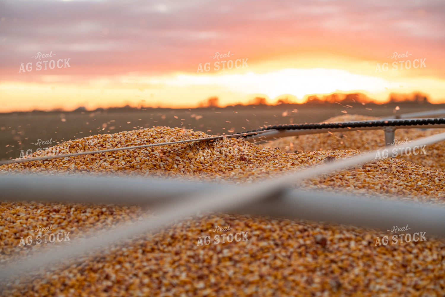Harvested Corn 76568