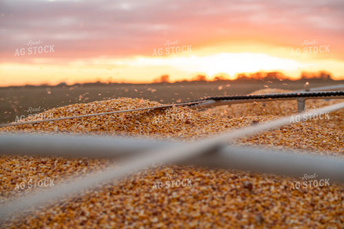 Harvested Corn 76568