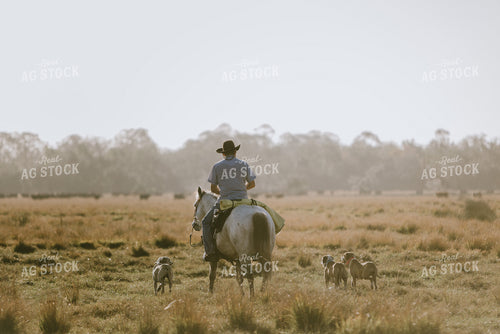 Rancher in Pasture 7303